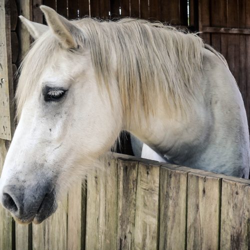 white horse in barn